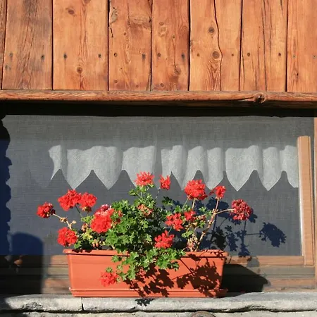 Lo Tata 3* 페니스